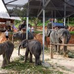 Elefantencamp - bereit zum Ausritt